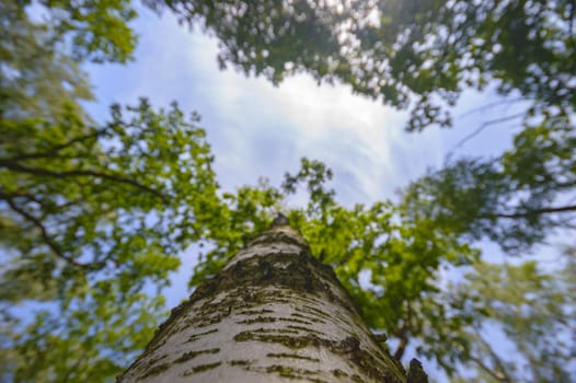 old big tree on color background with blue sky, nature series