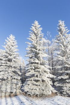 frozen tree on winter field and blue sky, winter tree