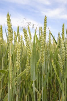 field of golden wheat and blue sky, agricultural field