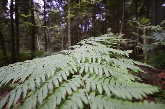 plants for natural background, nature series