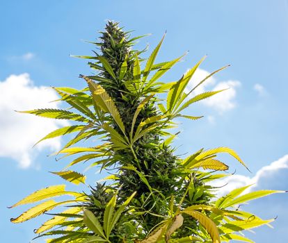 Marijuana (cannabis) plants before harvest time