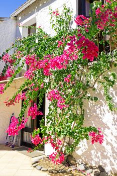 Old building with bougainvilla flowers in Portugal