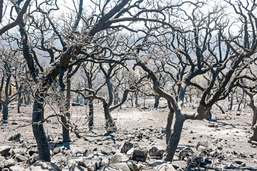 Burnt forest in the countryside from Portugal