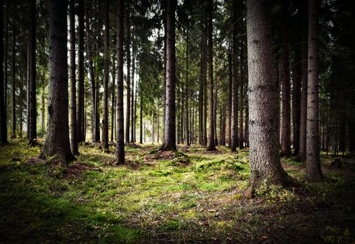 seasonal background autumn in spruce forest