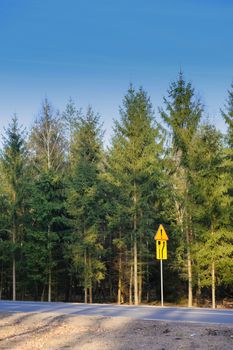 new asphalt road and pine tree forest at dusk