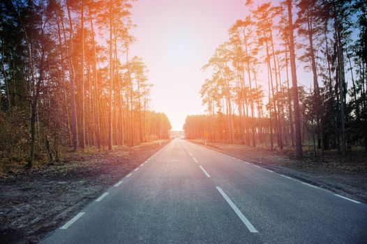 new asphalt road and pine tree forest at dusk