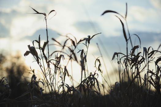 autumn dry grass sedge at the dusk