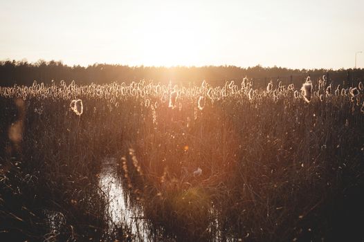 autumn dry grass sedge at the dusk