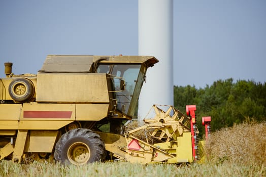 Combine harvesting the rape field at summer