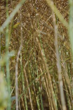 Rape field almost ready to harvesting at summer