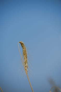 Wheat ears ready to harvest close up