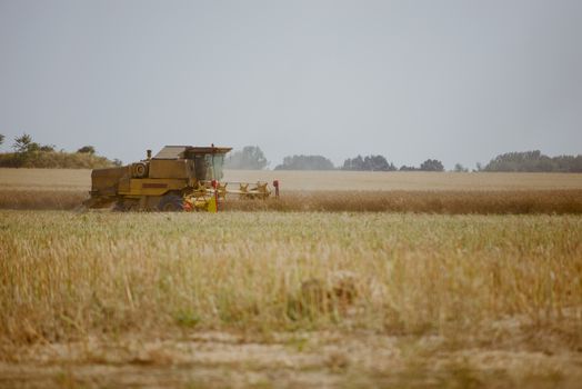 Combine harvesting the rape field at summer