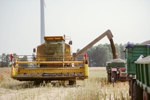 Combine harvesting the rape field at summer