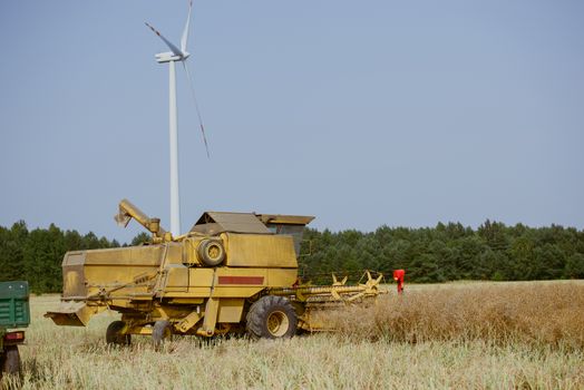 Combine harvesting the rape field at summer