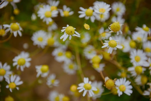 Wild chamomile flowers on a field on a sunny day. shallow depth of field