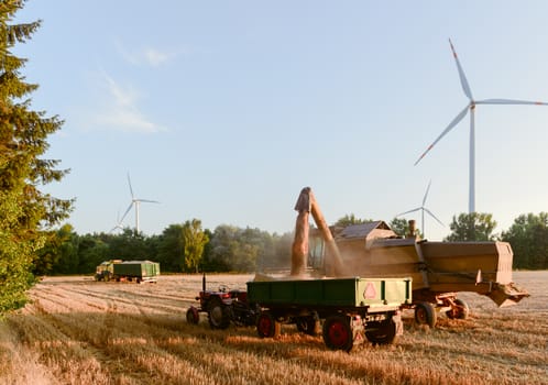 Combine harvester unloads wheat grain into the tractor trailer.