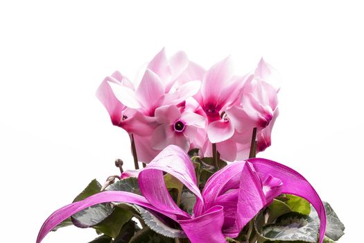  flowers of pink cyclamen with ribbon isolated on white background, close up