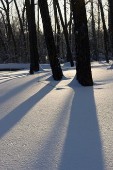 sun light through the trees, winter sunset