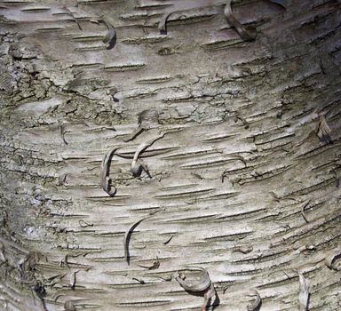 Beautiful pattern of bark of a tree