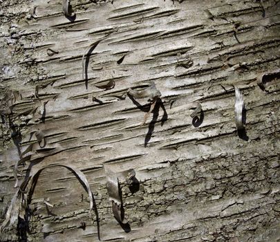 Beautiful pattern of bark of a white tree