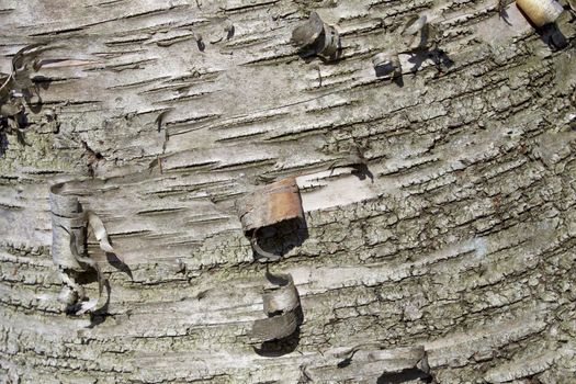 Beautiful isoalted photo of a bark of a tree