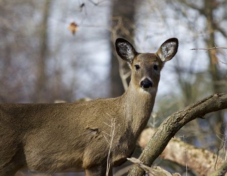 Beautiful photo of a wild deer