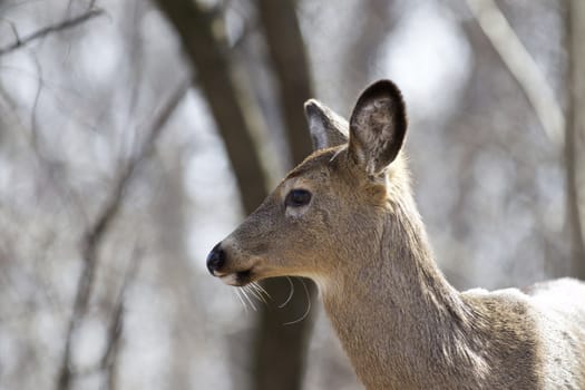 Beautiful isolated photo of a wild deer in the forest