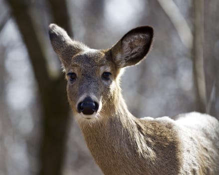 Beautiful isolated portrait of a wild deer in the forest