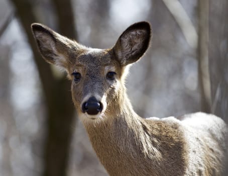 Beautiful isolated background with a funny wild young deer in the forest