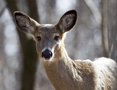 Beautiful isolated photo of a wild young deer in the forest