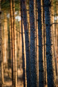 Magic orange lights in forest at sunset