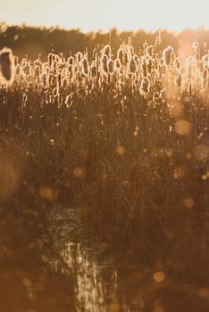 autumn dry grass sedge at the dusk
