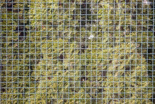 close up pattern green metal wire fence