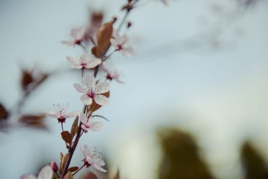 spring background of branches of a blossoming tree