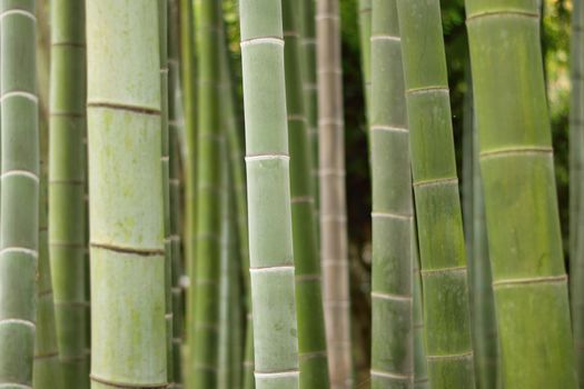 Background of Japanese Bamboo trees in horizontal frame