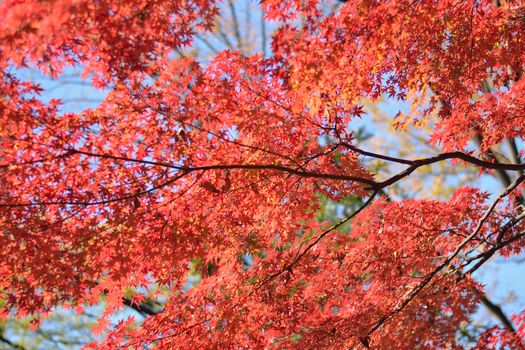 Background texture of Japanese Autumn Maple leaves in horizontal frame