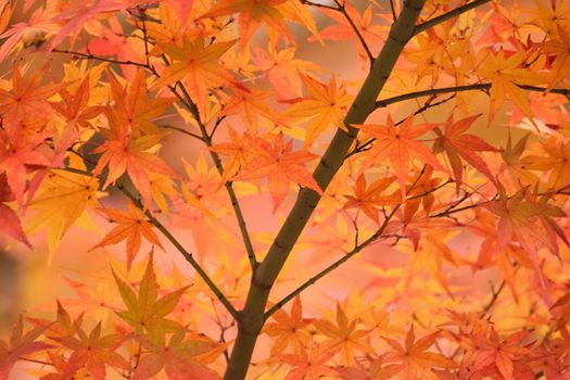 Vibrant Japanese Autumn Maple leaves Landscape with blurred background in horizontal frame