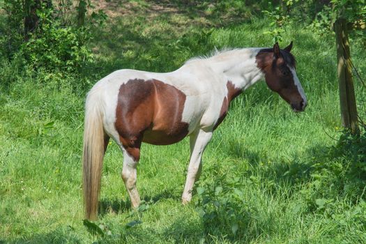 Beautiful brown white horse in a pasture in the summer.