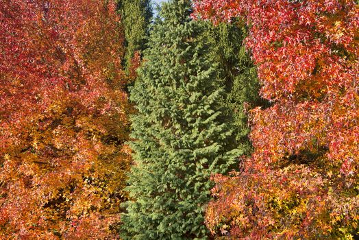 An evergreen tree in the midst of others with autumn colors