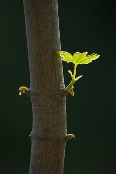 close up branch with young leaves in spring on a tree trunk