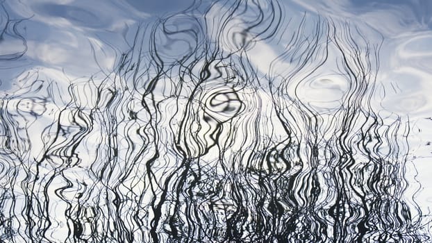 Tree branches reflecting out of water