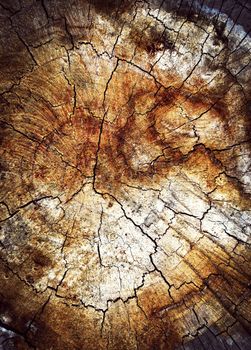 abstract background or texture detail on an old weathered stump