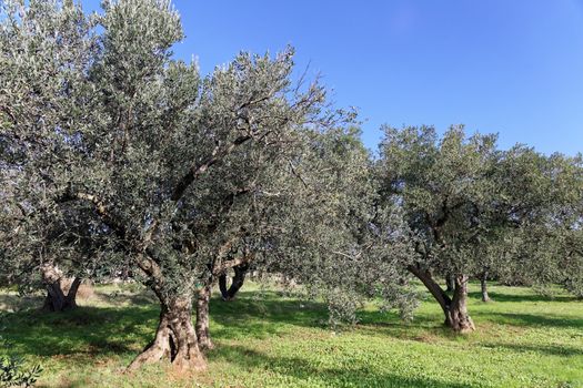 old ancient olive trees in olive garden