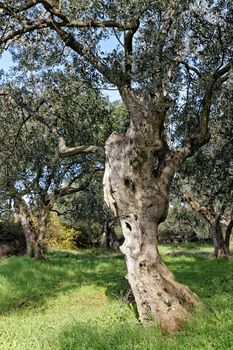 old ancient olive trees in olive garden