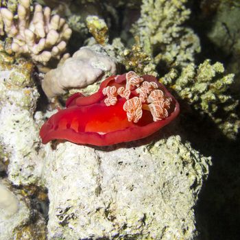 Red sea slug Spanish Dancer in tropical sea, underwater