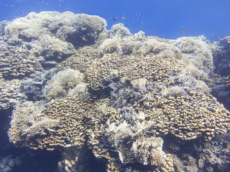 Coral reef at the bottom of tropical sea, underwater