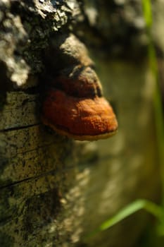 a large fungus growing on the side of a old tree.