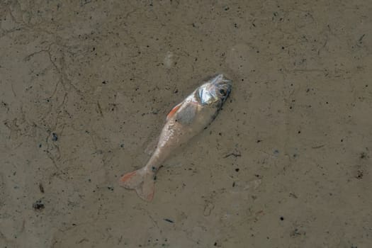 A dead fish at the bottom of the released pond