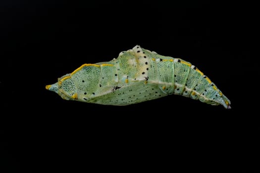 Colored butterfly pupa isolated on a black background 