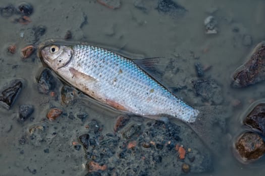 A dead fish at the bottom of the released pond